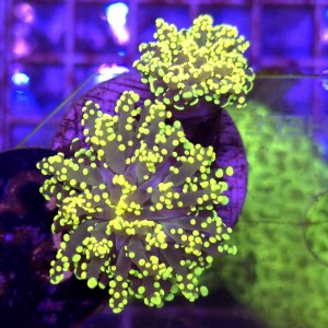 Euphyllia paradivisa Yellow (2 głowy) WYSIWYG #83