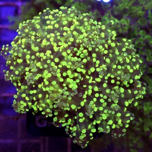 Euphyllia paradivisa Green (2 głowy) WYSIWYG #G0057