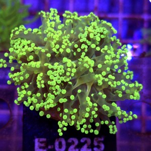 Euphyllia paradivisa Green (2 głowy) WYSIWYG #E0225