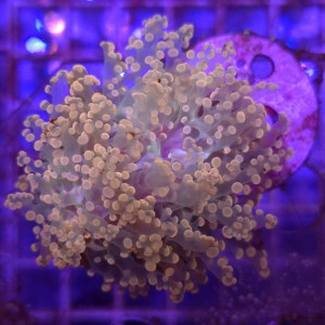 Euphyllia Paradivisa Pink (2 głowy) WYSIWYG #99