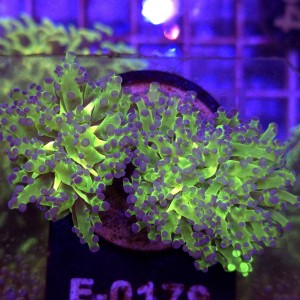 Euphyllia paradivisa Green (2 głowy) WYSIWYG #E0179