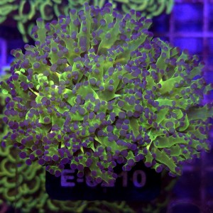 Euphyllia paradivisa Green (2 głowy) WYSIWYG #E0210