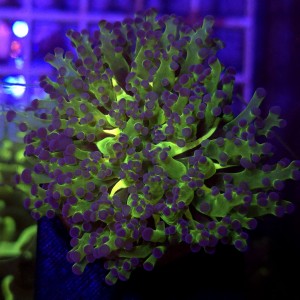 Euphyllia paradivisa Green (2 głowy) WYSIWYG #E0180