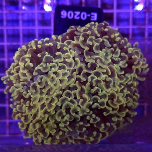 Euphyllia Ancora Gold XL WYSIWYG #E0206