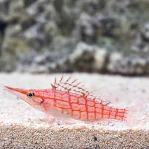 Oxycirrhites typus (M) - żagiewka długonosa