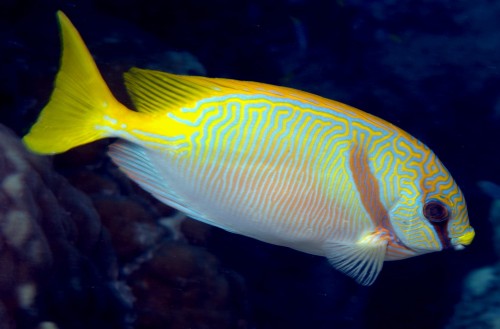 Siganus doliatus (S) - rabbitfish / lisek pasiasty