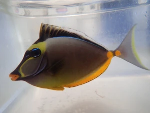 Naso lituratus (S) - pokolec