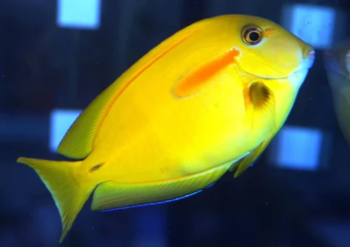 Acanthurusolivaceus.webp