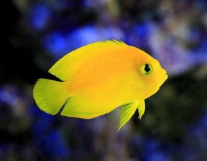 Centropyge heraldi (S) - pygmy angelfish / żółty aniołek