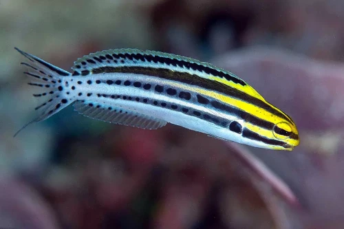 Meiacanthus grammistes