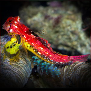 Synchiropus sycorax (M) – mandaryn ruby red