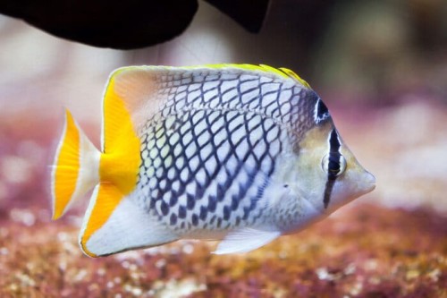 perloluska-butterflyfish-chaetodon-xanthurus-700-80416959.jpg