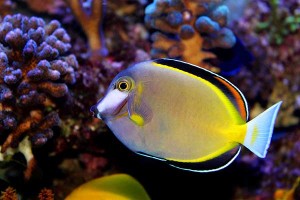 Acanthurus japonicus (S) – pokolec japoński