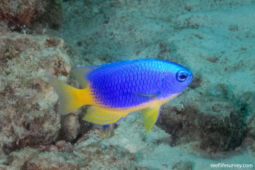 species_67_6494e72c903cd.w1000.h666.jpg