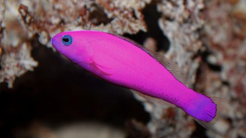 Pictichromis porphyrea – basslet purpurowy