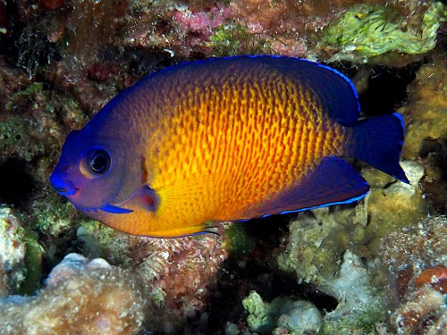 Centropyge bispinosa (M) - centropyga koralowa