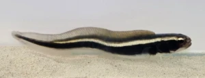 Pholidichthys leucotaenia (S) - babka inżynier, babka murena