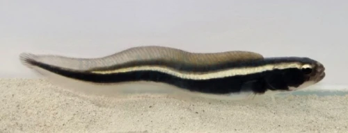 Pholidichthys leucotaenia (S) - babka inżynier, babka murena