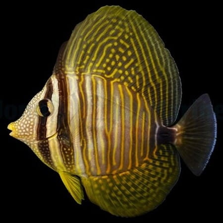 Zebrasoma veliferum (L) – żaglopłetwy pokolec
