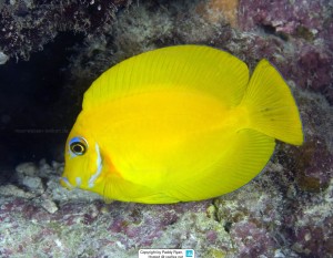Acanthurus pyroferus (Juv) (M) -pokolec