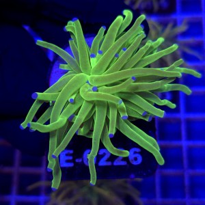 Euphyllia Glabrescens Green Blue tips WYSIWYG #E0226