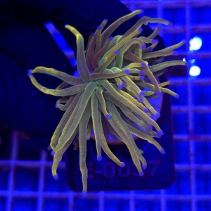 Euphyllia Glabrescens Holy Grail US Style WYSIWYG #E0037