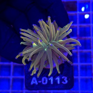 Euphyllia Glabrescens Holy Grail US Style WYSIWYG #A0113