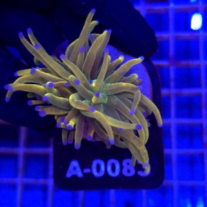 Euphyllia Glabrescens Holy Grail US Style WYSIWYG #A0083