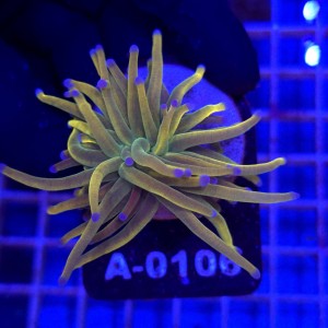 Euphyllia Glabrescens Holy Grail US Style WYSIWYG #A0106