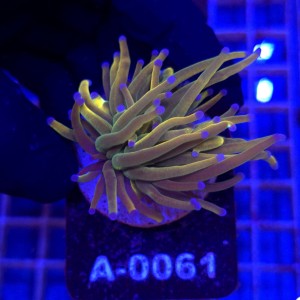 Euphyllia Glabrescens Holy Grail US Style WYSIWYG #E0061