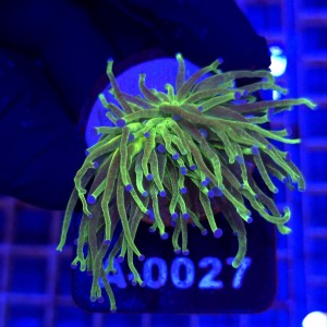 Euphyllia Glabrescens Glitter WYSIWYG #A0027