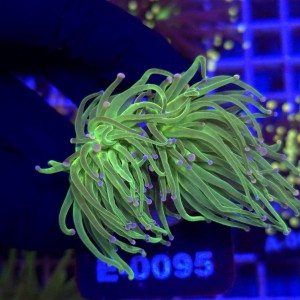 Euphyllia Glabrescens Green Pink tips (2 głowy) WYSIWYG #E0095