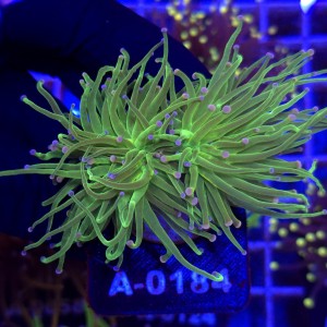 Euphyllia Glabrescens Green Pink tips (2 głowy) WYSIWYG #A0184