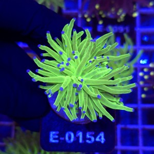 Euphyllia Glabrescens Green Blue tips (2 głowy) WYSIWYG #E0154