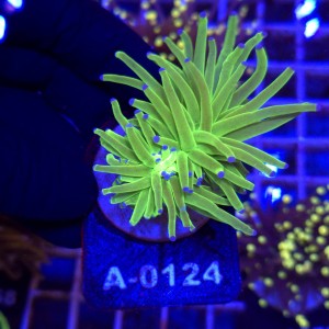Euphyllia Glabrescens Green Blue tips (2 głowy) WYSIWYG #A0124