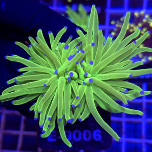 Euphyllia Glabrescens Green Blue tips (2 głowy) WYSIWYG #E0006