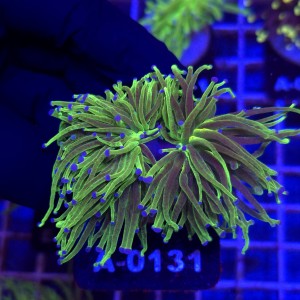 Euphyllia Glabrescens Glitter (2 głowy) WYSIWYG #A0131