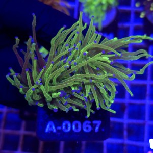 Euphyllia Glabrescens Glitter (2 głowy) WYSIWYG #A0067