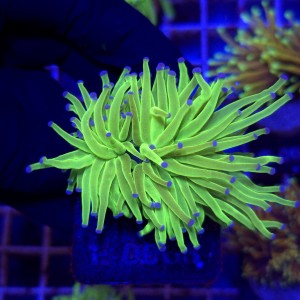 Euphyllia Glabrescens Green Blue tips (2 głowy) WYSIWYG #E0068