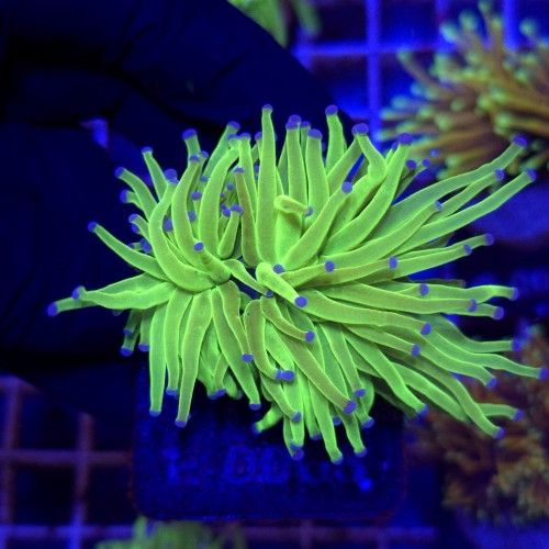 Euphyllia Glabrescens Green Blue tips (2 głowy) WYSIWYG #E0068