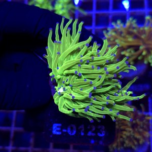 Euphyllia Glabrescens Green Blue tips (2 głowy) WYSIWYG #E0123