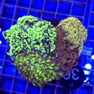 Euphyllia Paraancora Garden Mix  WYSIWYG #36