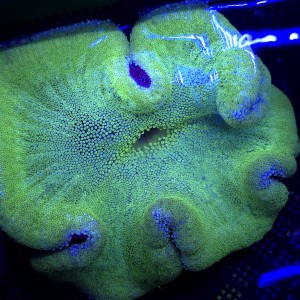 Ukwiał dywanowy Stichodactyla tapetum XL