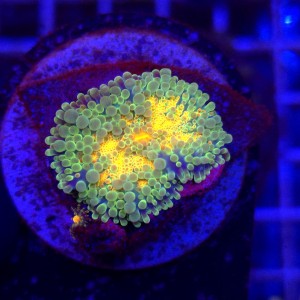 Ricordea Yuma Rainbow WYSIWYG #A0154