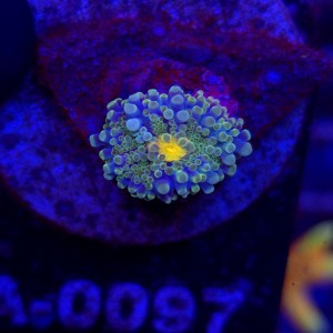 Ricordea Yuma Rainbow WYSIWYG #A0097