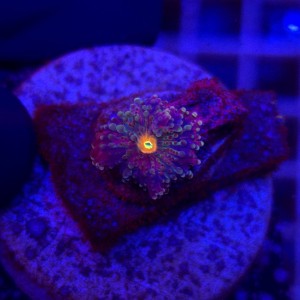 Ricordea Yuma Rainbow WYSIWYG #A0139