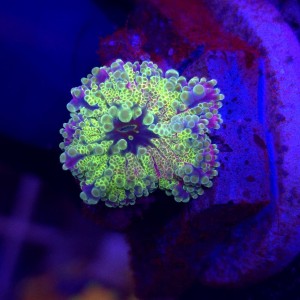 Ricordea Yuma Rainbow WYSIWYG #A0069