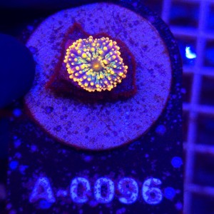 Ricordea Yuma Rainbow WYSIWYG #A0096