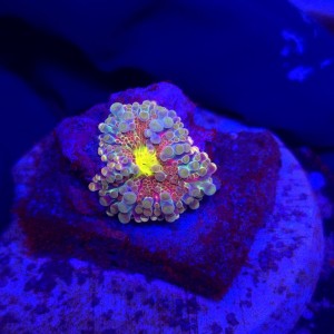 Ricordea Yuma Rainbow WYSIWYG #A0091