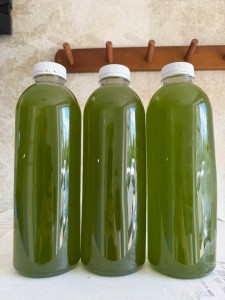 Fitoplankton Nannochloropsis Salina z własnej hodowli laboratoryjnej 1000ml 1L